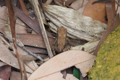 Bufonidae