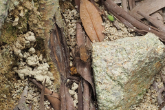 Bufonidae