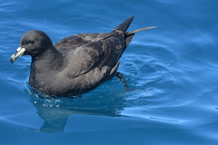Procellaria parkinsoni