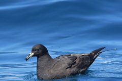 Procellaria parkinsoni