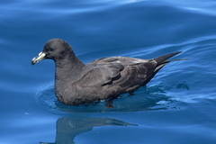 Procellaria parkinsoni