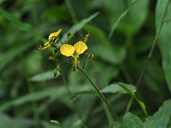 Aneilema aequinoctiale