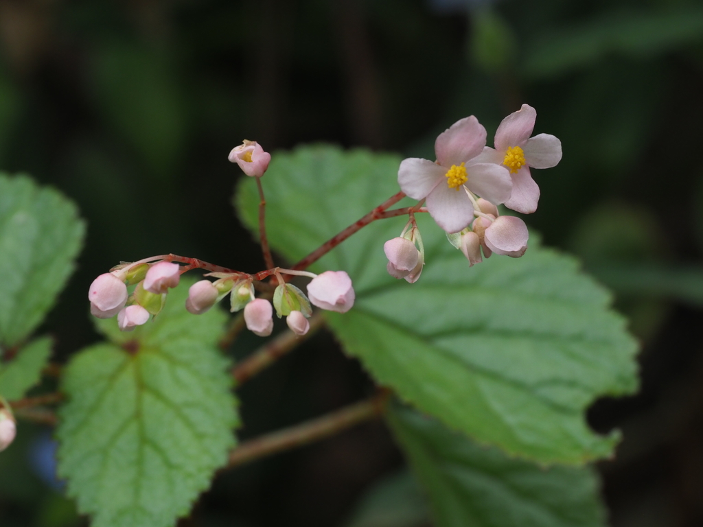 Begonia engleri