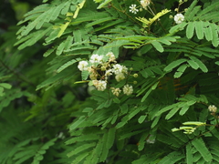 Acaciella