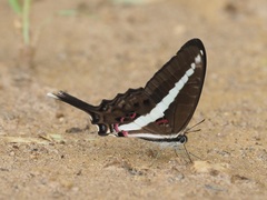 Graphium kirbyi