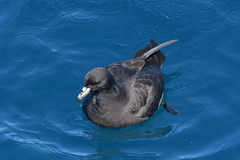 Procellaria parkinsoni