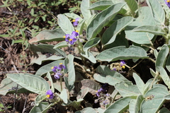 Solanum quadriloculatum