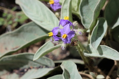 Solanum quadriloculatum