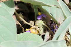 Solanum quadriloculatum