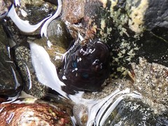 Lepadogaster purpurea