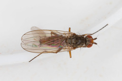 Tephrochlamys rufiventris