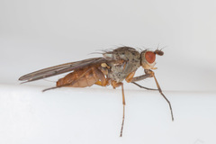 Tephrochlamys rufiventris