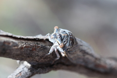 Burbunga hillieri