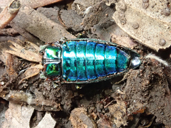 Buprestidae