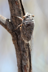 Burbunga hillieri