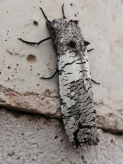 Strigocossus moderata