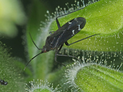 Macrotylus quadrilineatus