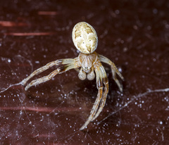 Larinioides suspicax