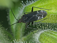 Macrotylus quadrilineatus