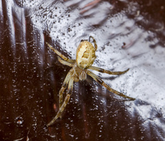 Larinioides suspicax