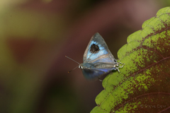 Hypolycaena phorbas
