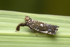 Elasmoscelis perforata