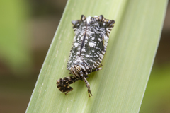 Elasmoscelis perforata