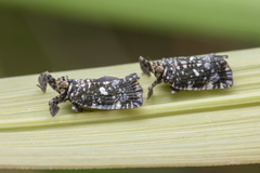 Elasmoscelis perforata