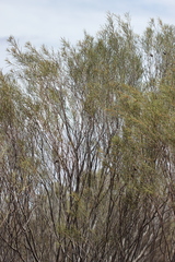 Hakea leucoptera