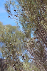 Hakea leucoptera