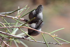 Hakea leucoptera