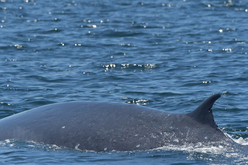 Bryde's Whale
