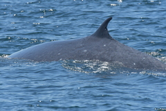 Balaenoptera edeni brydei