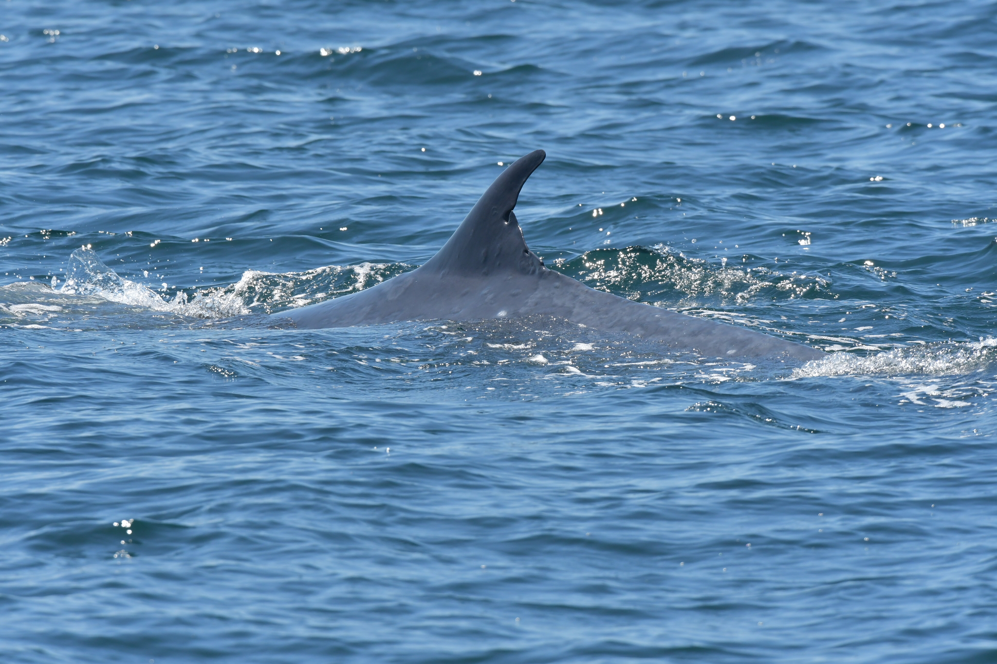 Baleen whales