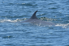 Balaenoptera edeni brydei