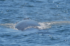 Balaenoptera edeni brydei