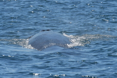 Balaenoptera edeni brydei