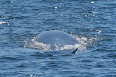 Balaenoptera edeni brydei