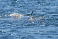 Balaenoptera edeni brydei