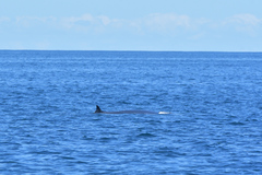 Balaenoptera edeni brydei