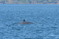 Balaenoptera edeni brydei