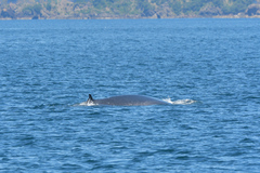 Balaenoptera edeni brydei