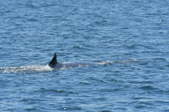 Balaenoptera edeni brydei