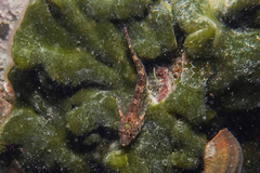 Bellapiscis lesleyae