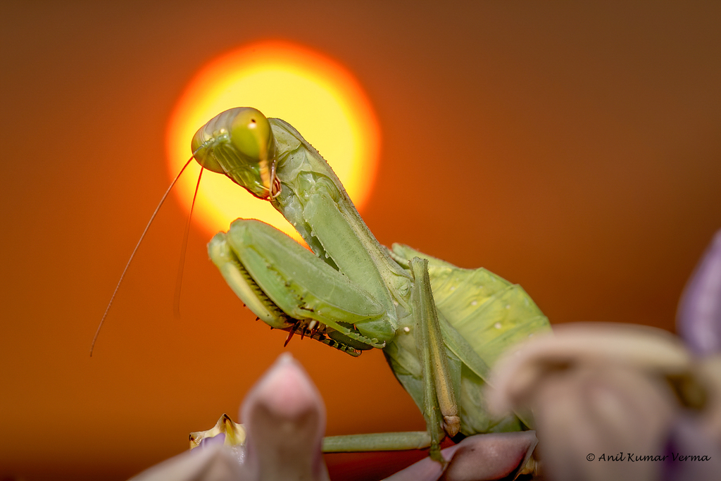 カマキリ目 (目 Mantodea) · iNaturalist