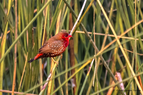 Red Avadavat, Waghbil, Thane West, Thane, Maharashtra, India, photo 10 of 10