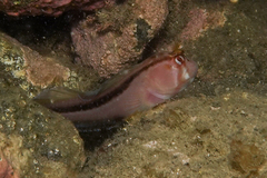 Parablennius laticlavius