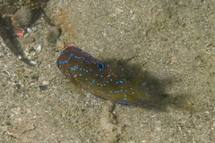 Parma alboscapularis