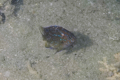 Parma alboscapularis