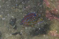 Parma alboscapularis